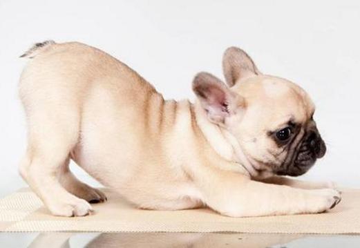 养狗九年狗狗不生病的秘密,养狗八年才知道的狗狗小秘密