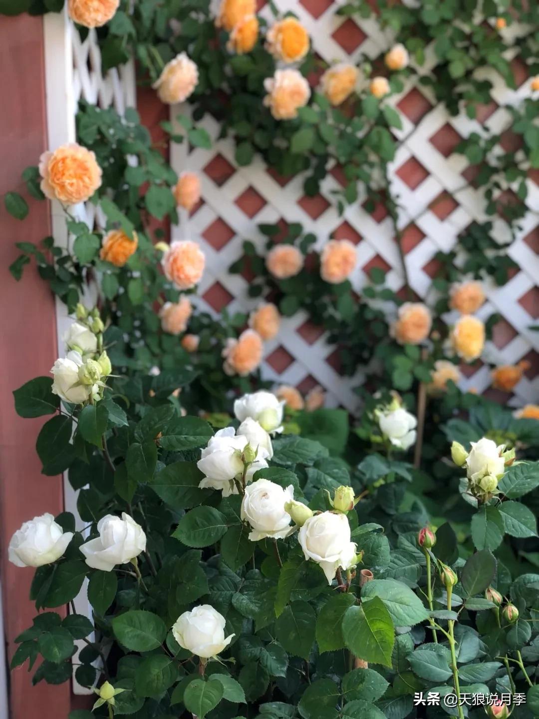 花友家的春花都开爆爆爆了，快来云赏花！（上）