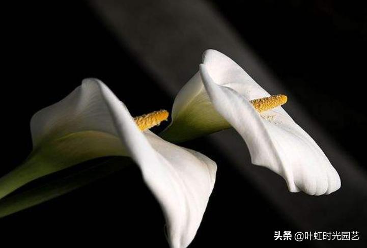 7月养护马蹄莲，注意这5点，长势颇好