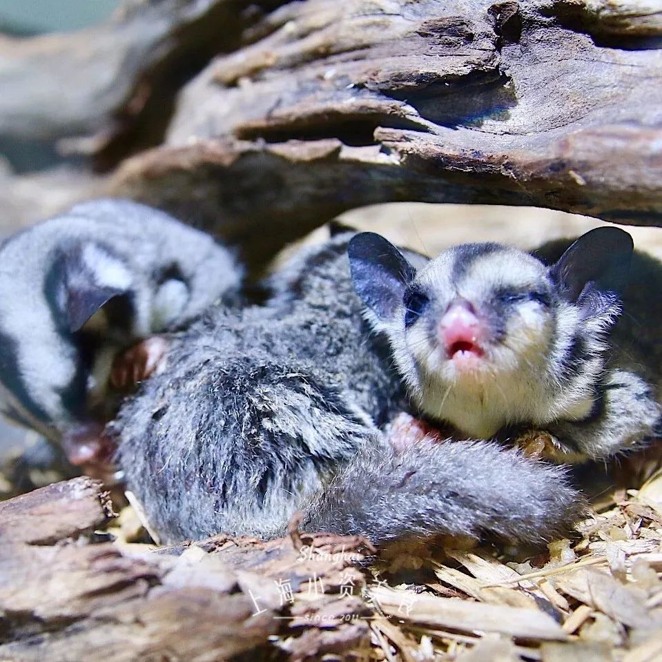 2019宠物排名,2022宠物排行榜