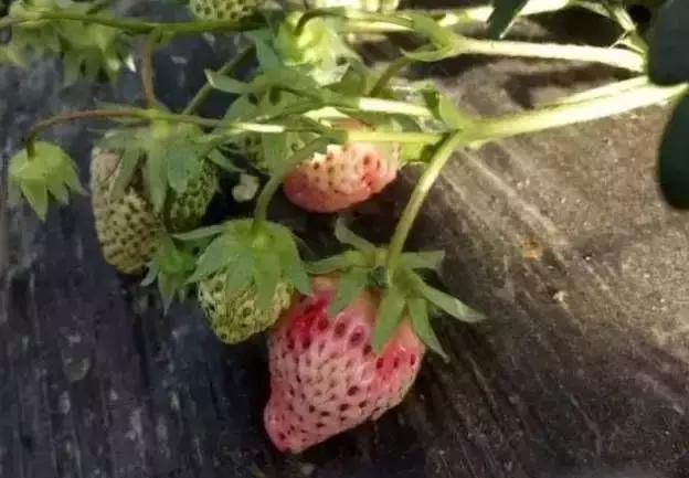 草莓有变白的效果吗,草莓颜色不好原因