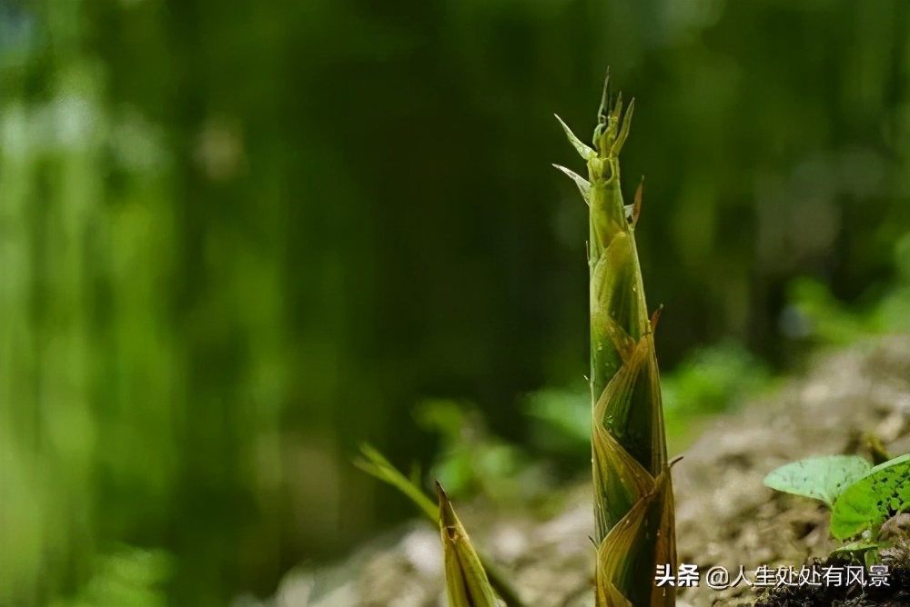 习作美丽的植物,写牵牛花的作文典范