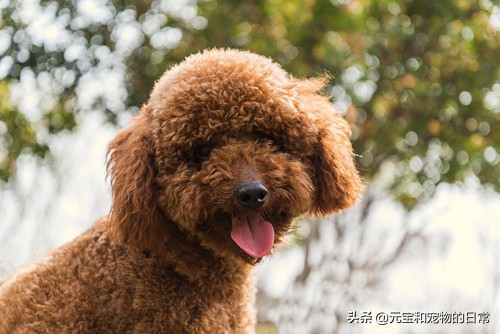 公认最好养的这几种狗狗,十种最好养的狗狗优缺点是什么