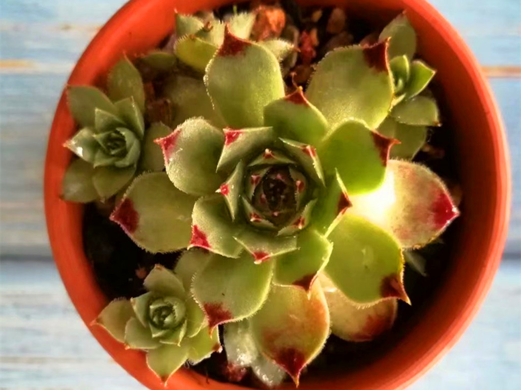 多肉长白霉菌斑怎么处理,白凤多肉叶片有斑是怎么回事