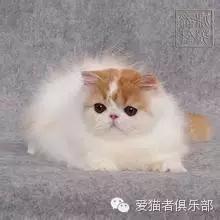 怎么区分加菲猫的品种,纯种加菲猫应该是什么颜色