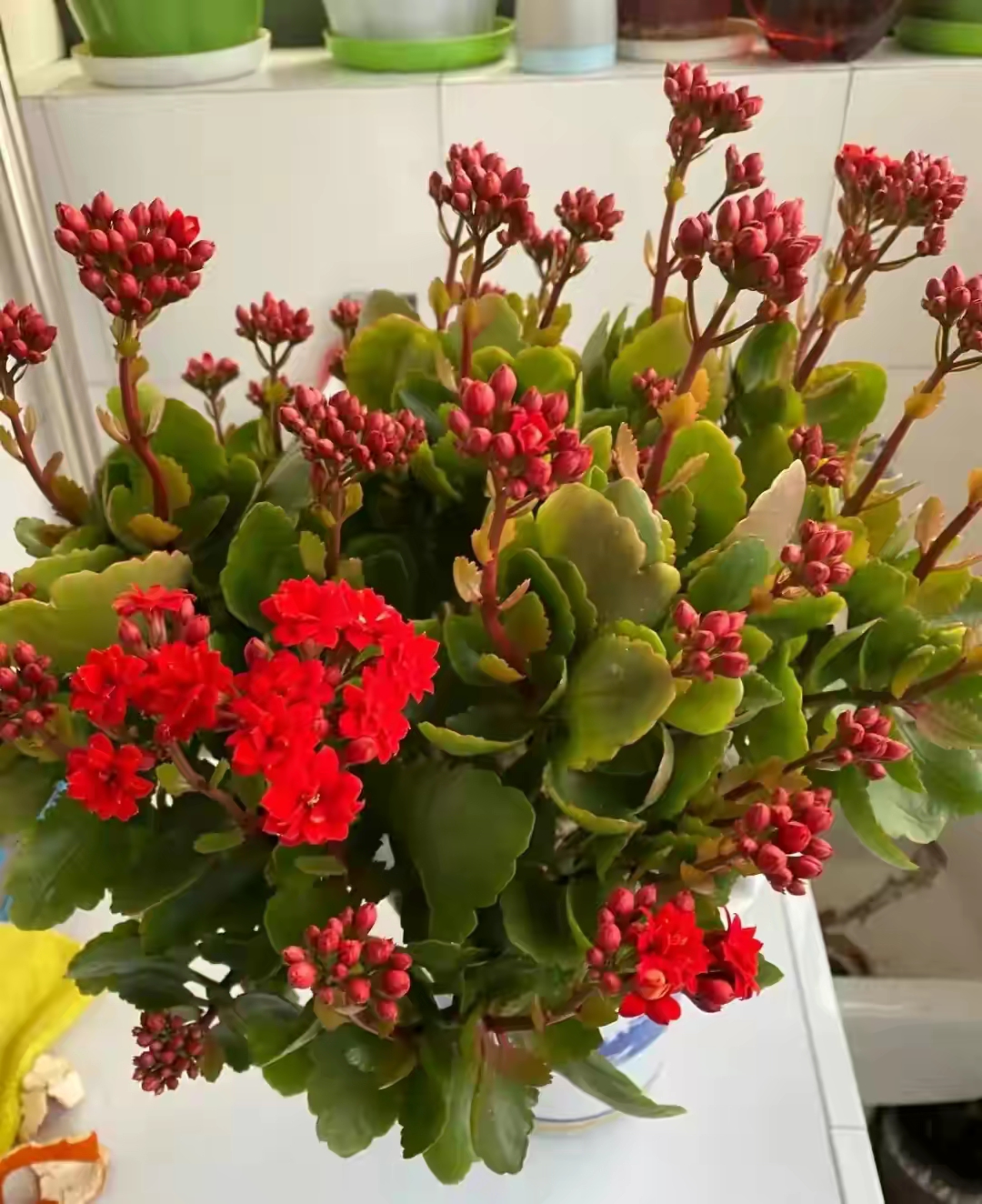 长寿花落蕾处理方法视频,长寿花打花苞