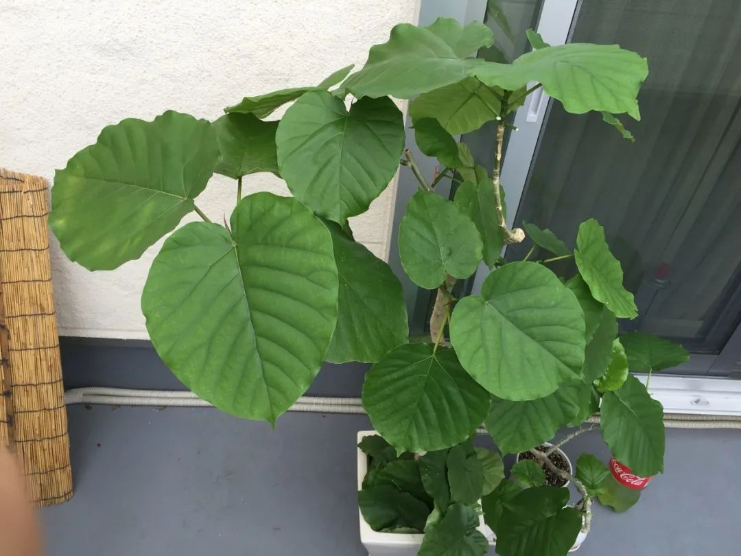 常见的榕属植物,美如画的树