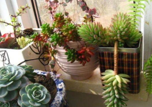 夏季养多肉用什么颜色的遮阳网好,多肉新手用什么土养最好