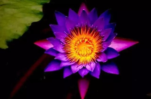 世界十大罕见花卉,世界名贵花卉高清大图