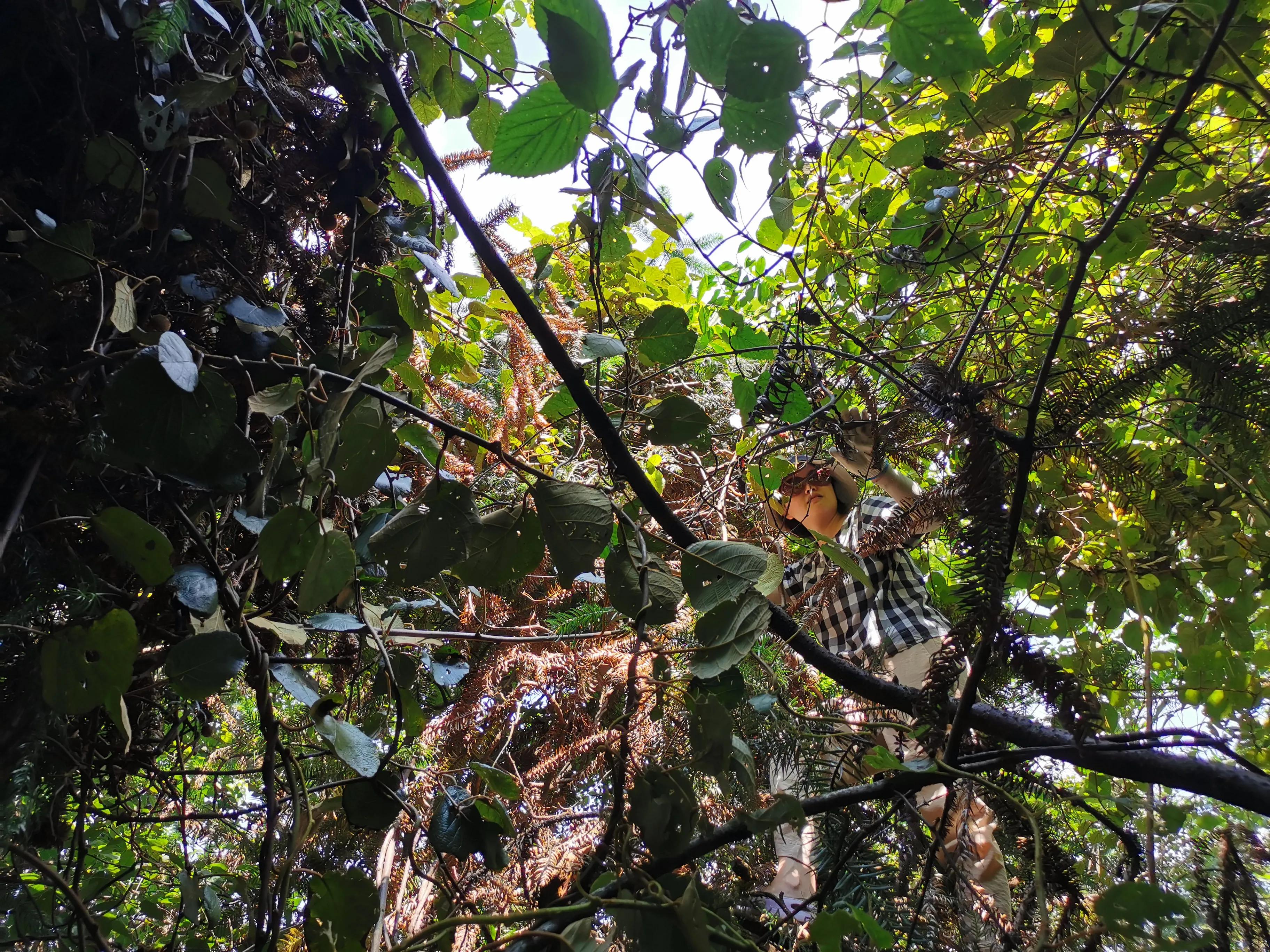 重庆周边摘果子的地方在哪里,重庆12月摘野果