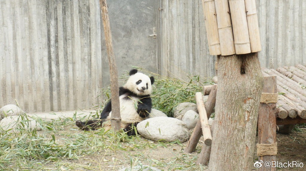 熊猫儿本人照片,熊猫儿图片