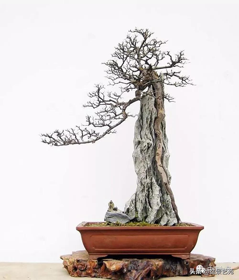 雀梅盆景艺术鉴赏图片,红芽雀梅盆景冬天怎么养护