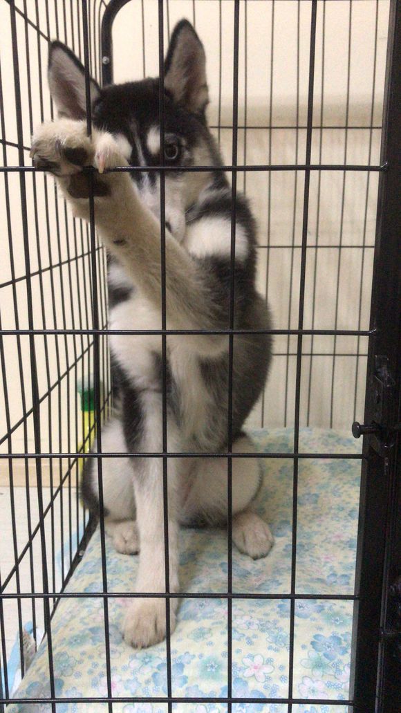 我家二哈七个月不长高怎么回事,我家二哈不长高怎么回事