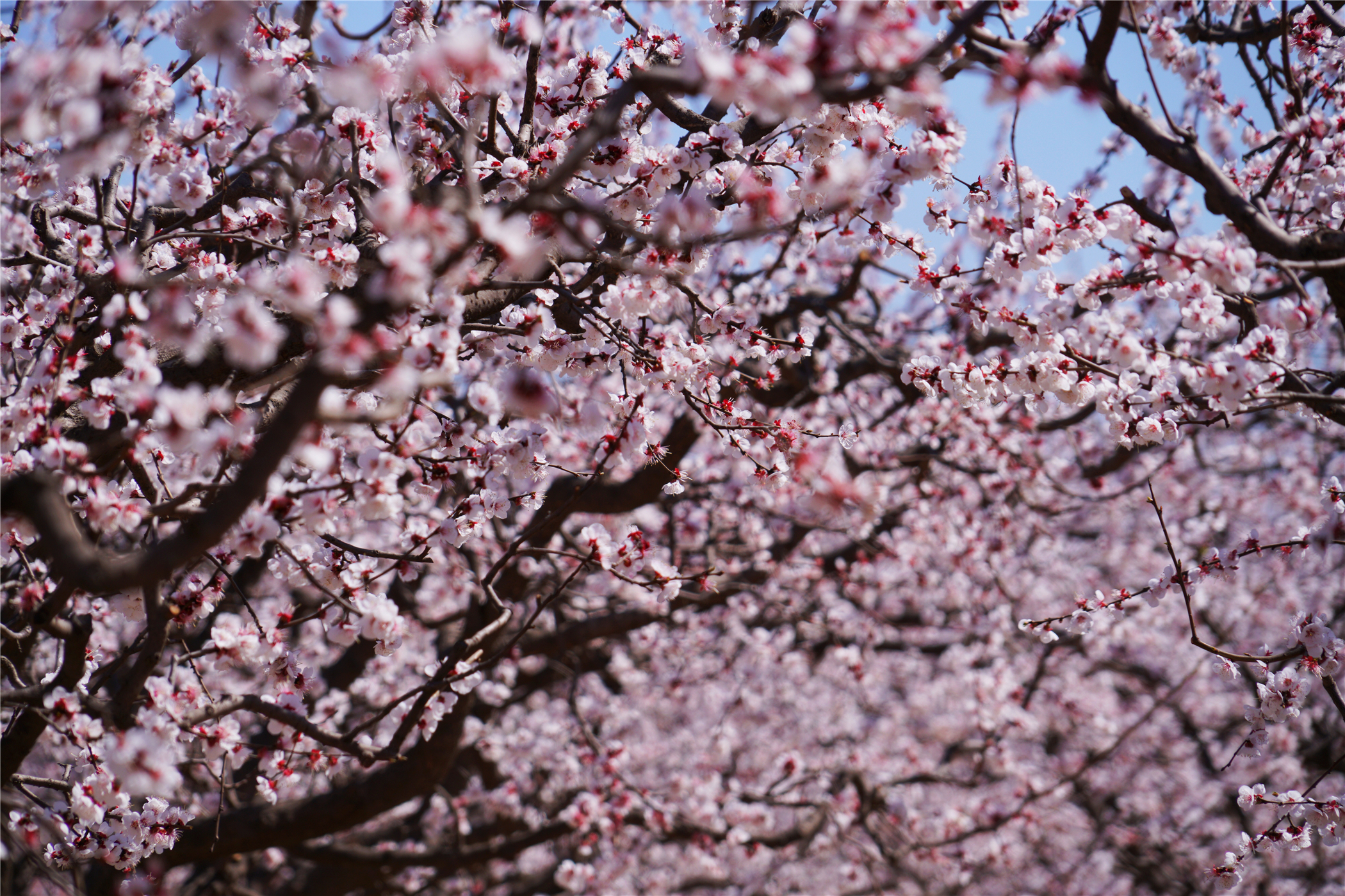 河北这座文旅小城值得一去,河北的一座小县城