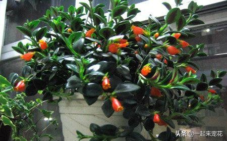 金鱼吊兰怎么养才能长得更茂盛,金鱼吊兰怎样养才能养得更茂盛