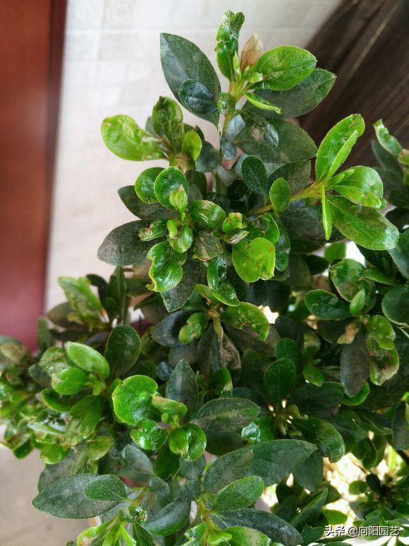 杜鹃花叶片怎么打卷,杜鹃花叶子干枯变脆变卷