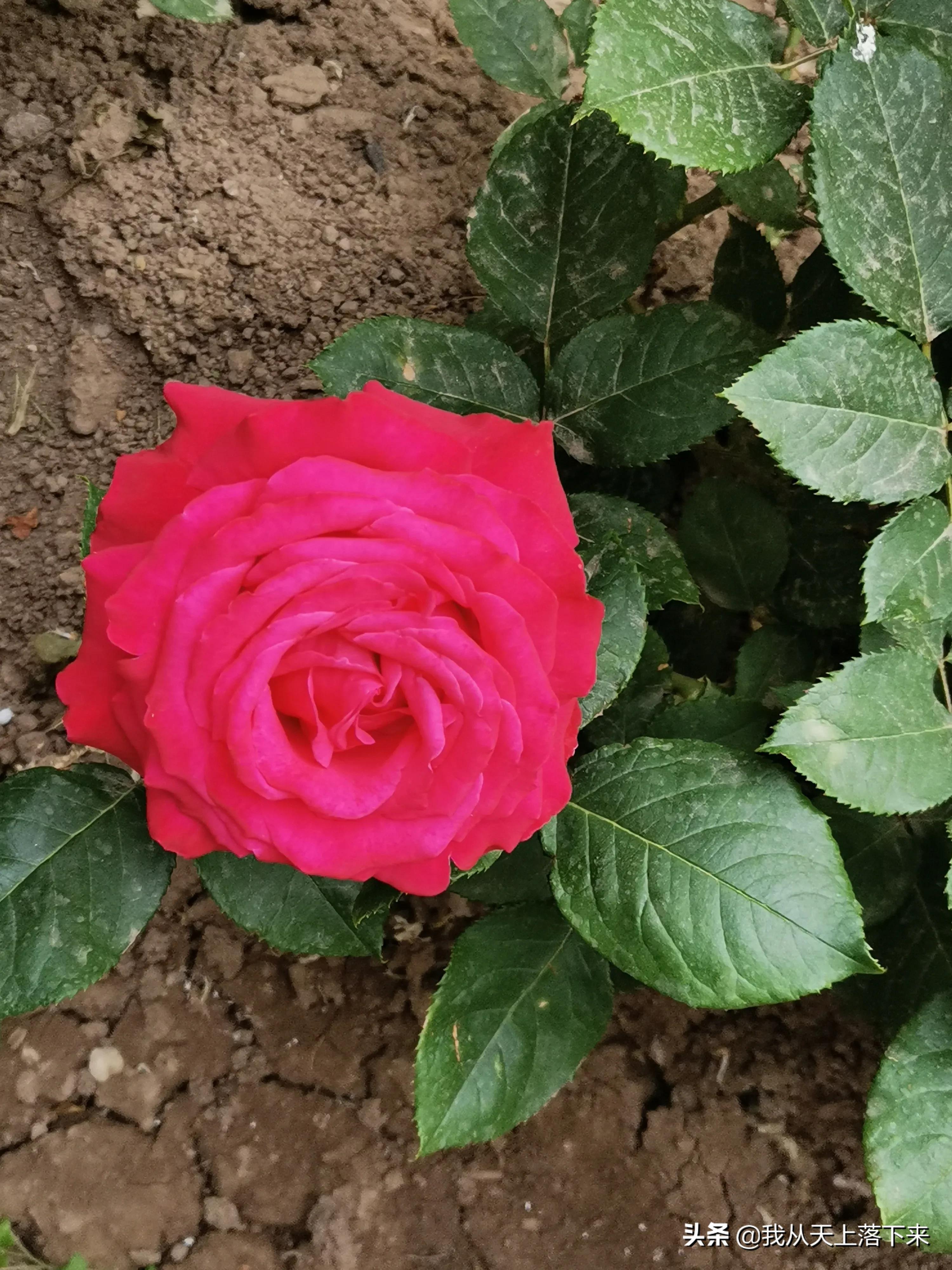 100张花朵美图,100张花图片大全