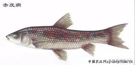 养观赏鱼放盐时为什么会死,观赏鱼外伤用黄粉行吗