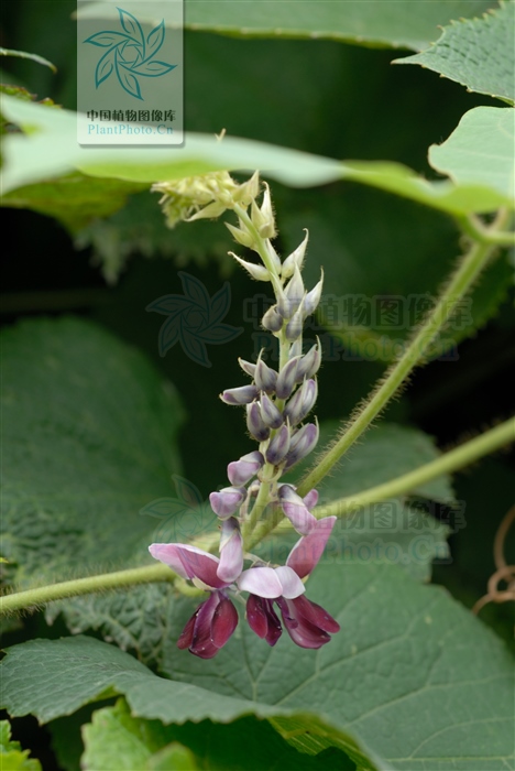 藁本神农本草经,神农本草经葛根原文