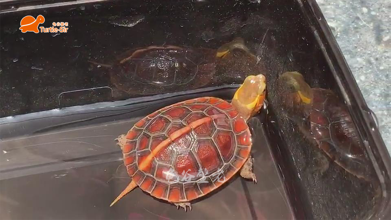 黄缘龟有点蔫,黄缘龟为什么几年了还很小