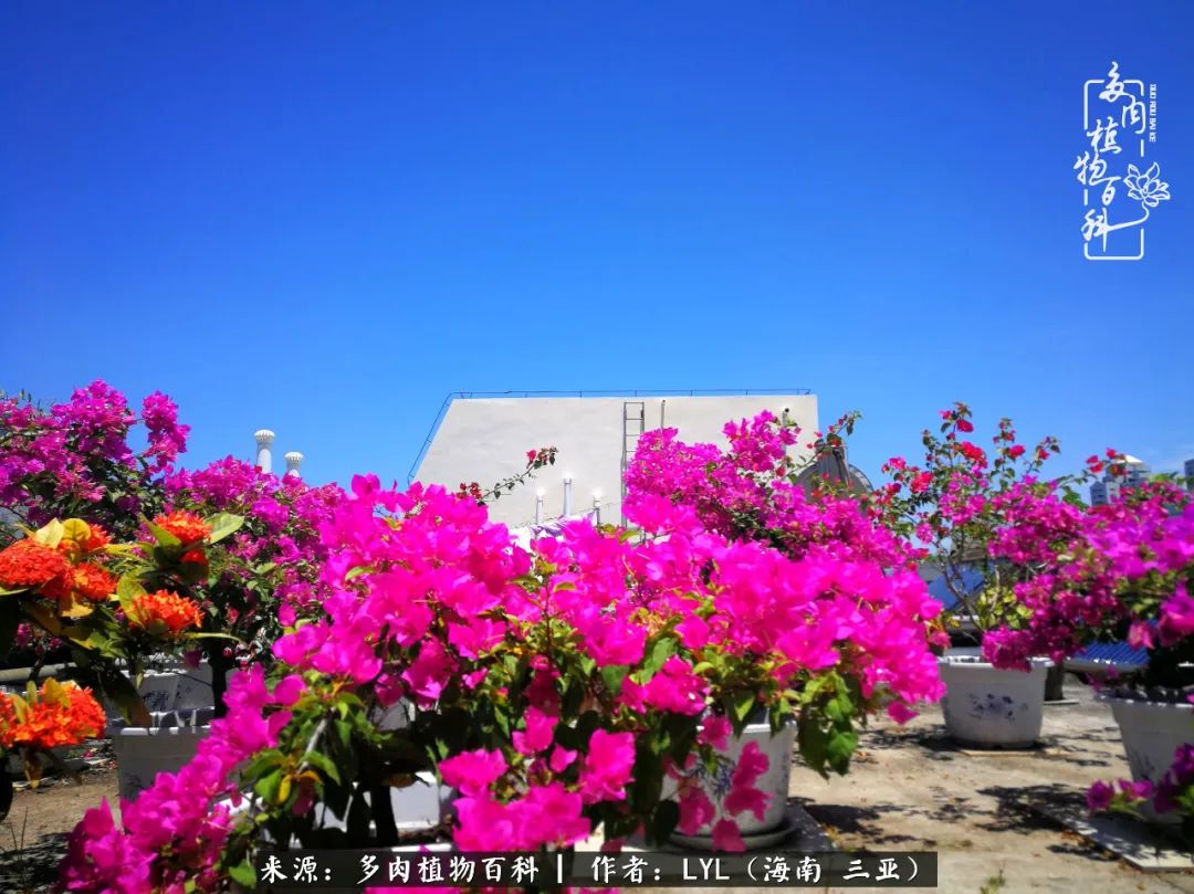 养多肉一年花了3万,养多肉一千多盆