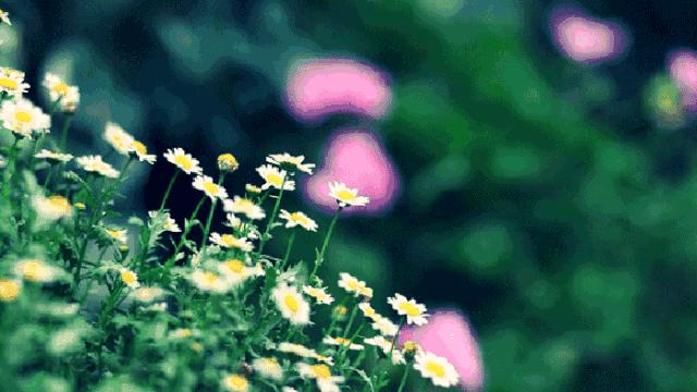 人生最美的风景是淡然,淡然人生最美的风景