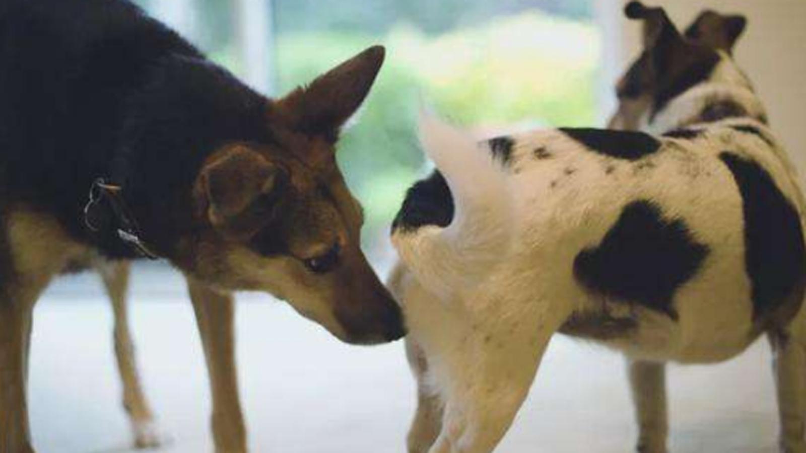 狗体臭,狗体臭是什么原因引起