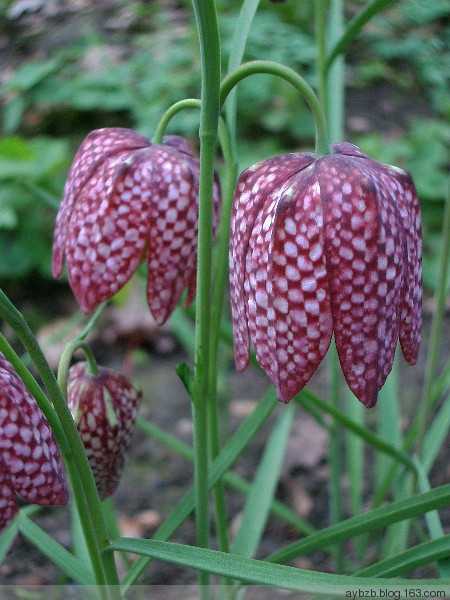 最好记的花名大全,很难得一见的花