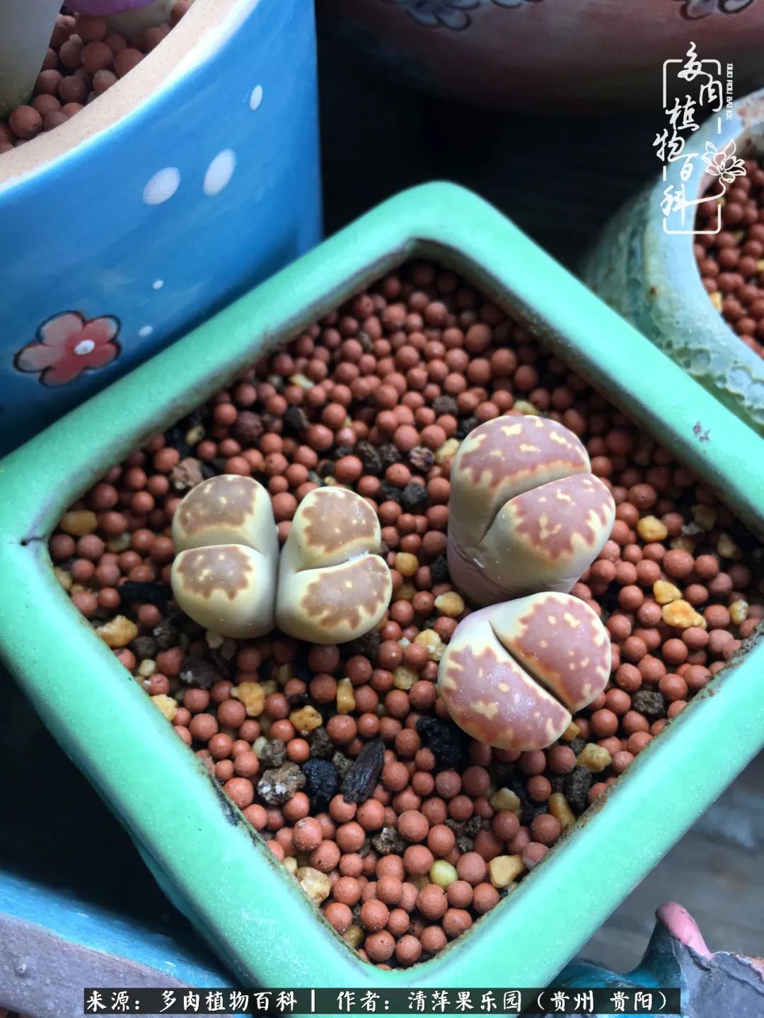 生石花庭院,晶莹剔透的生石花