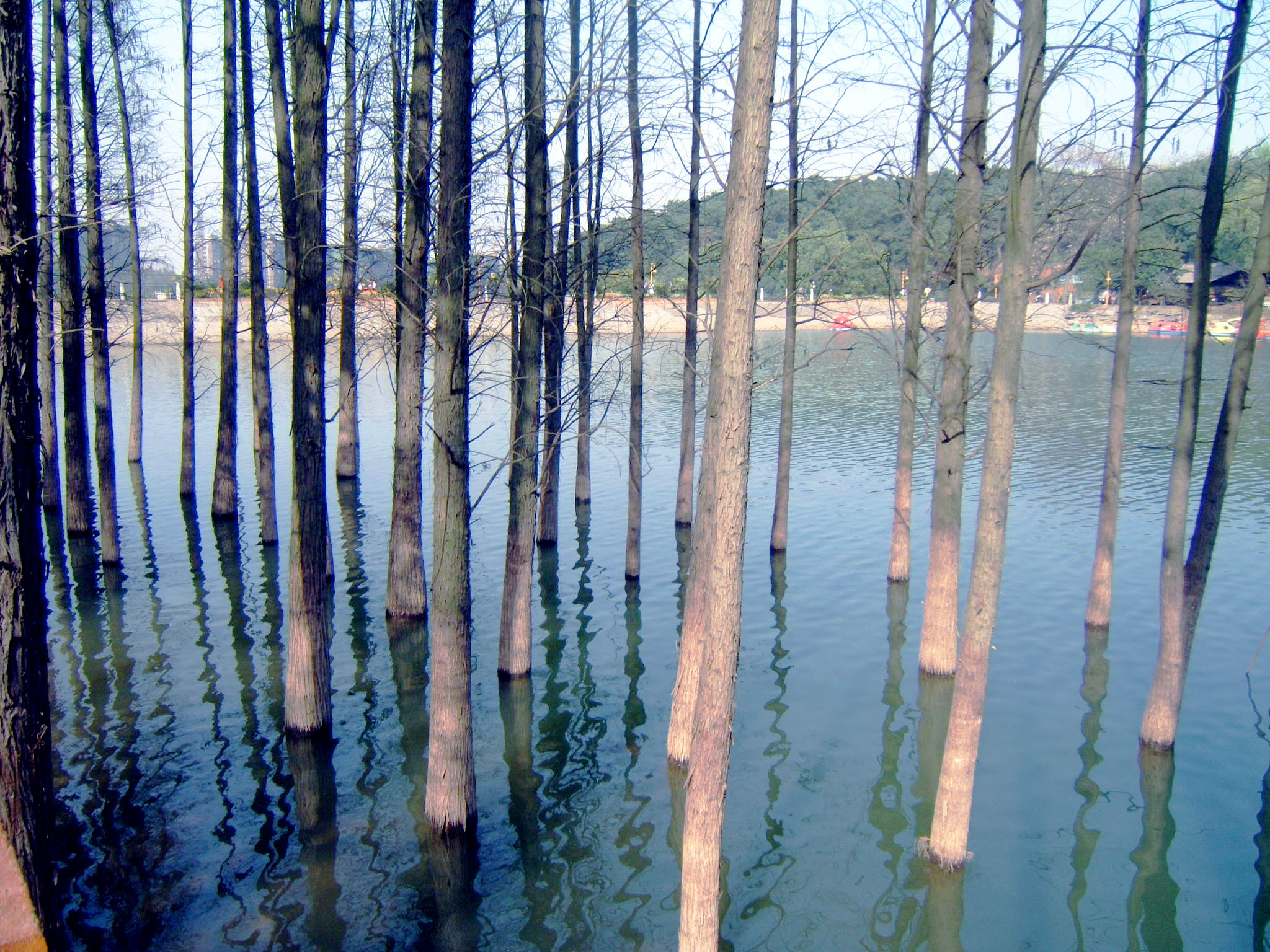 香樟往事电子版,香樟往事