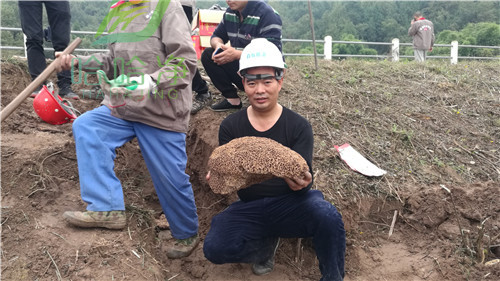 重庆白蚁防治,重庆白蚁防治所是免费的吗