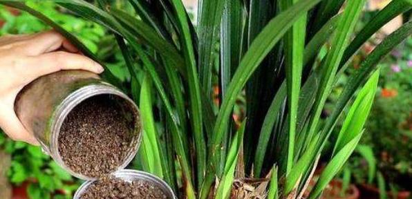 如何让盆栽的花多开花,如何使盆栽的花花期长