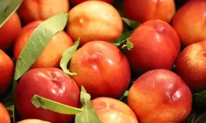 大荔美吗,大荔县的美