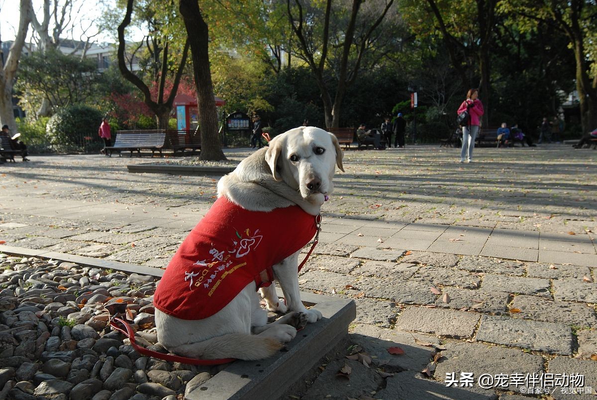 可以当导盲犬的有哪几种狗呢,哪些品种的狗狗成为导盲犬