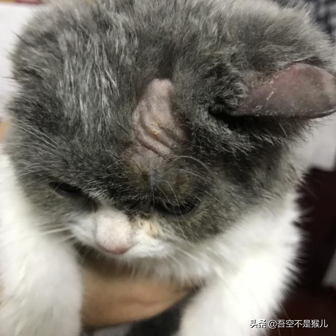 铲屎官害怕猫咪怎么办,铲屎官怕猫咬手指怎么办