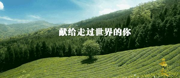 云放茶园深度解析,云放茶园最新视频