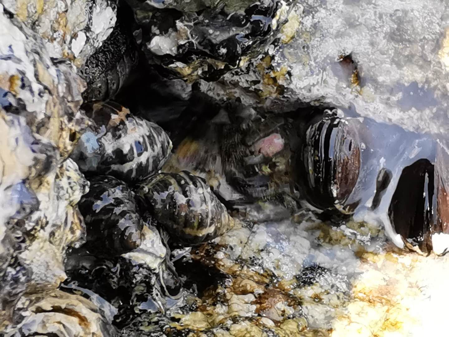 惠州檀悦豪生度假酒店附近赶海,2024年惠州赶海的最佳地方