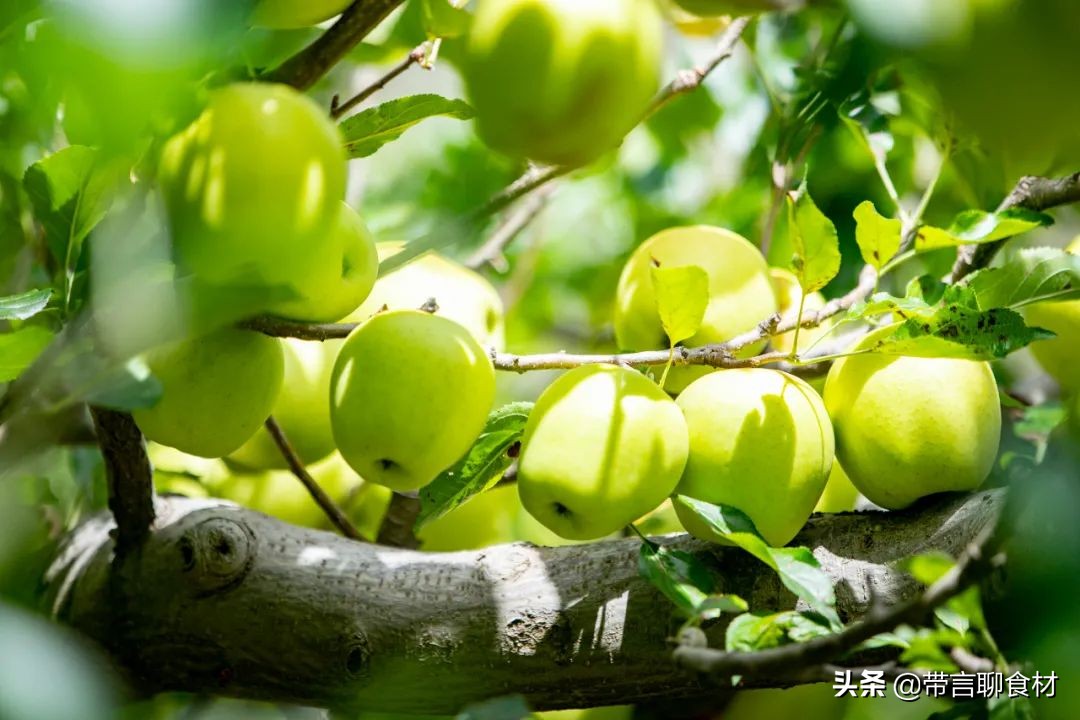 当你吃过黄香蕉苹果黄元帅就懂了现在藏区的小金冠苹果为何受欢迎