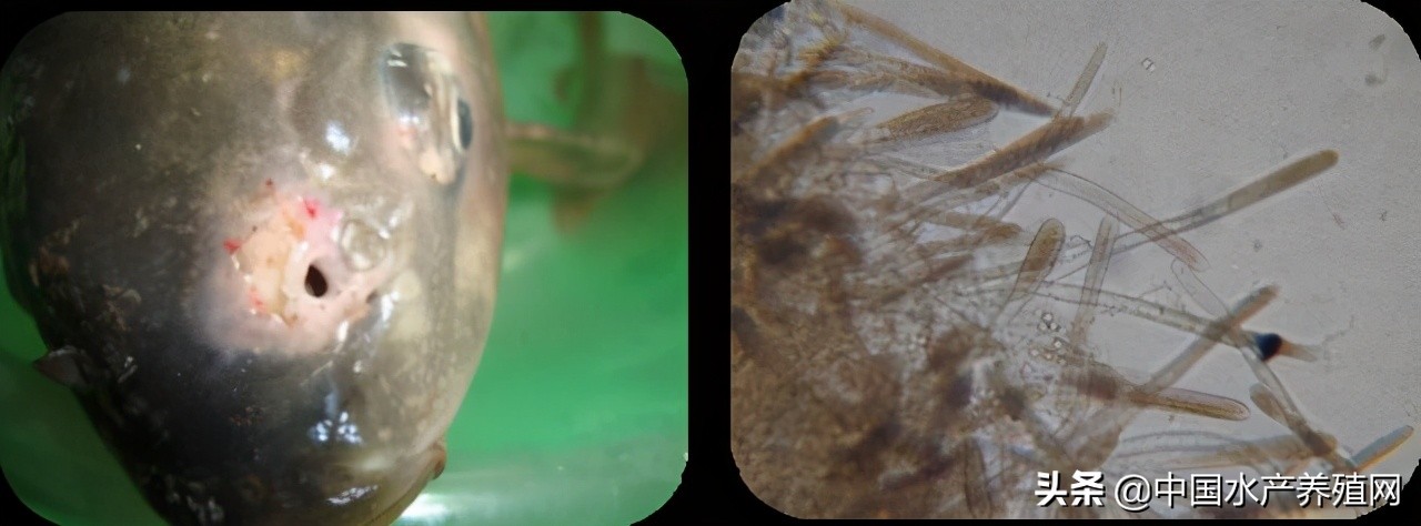 鱼病快速诊断与防病技术,鱼虾蟹病防治方法