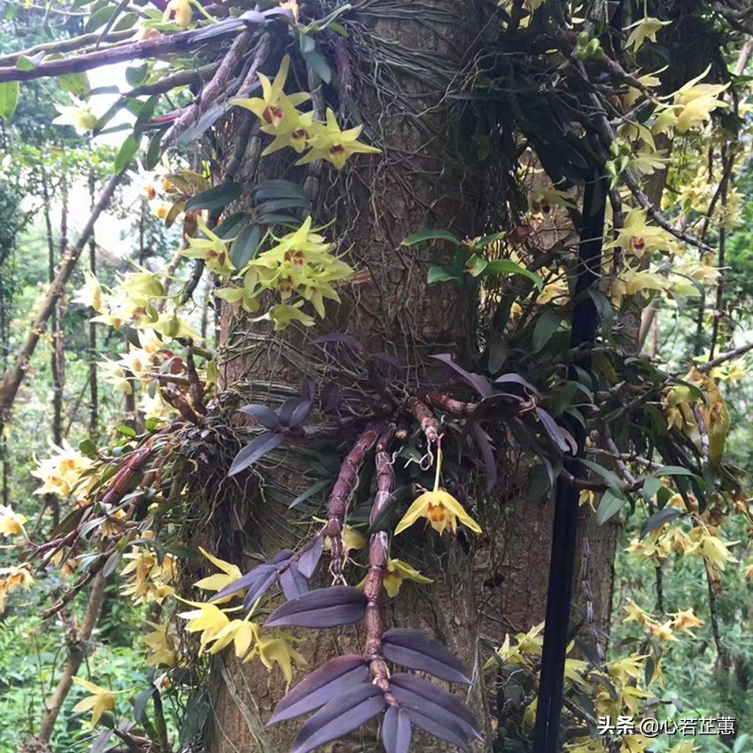 一座山可以用什么词来形容,形容一座山的风景词语