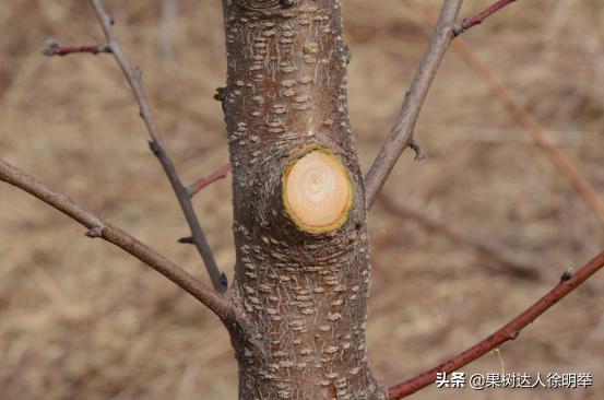 又到了一年的种植桃树的季节,一年桃树5月份修剪的正确方法