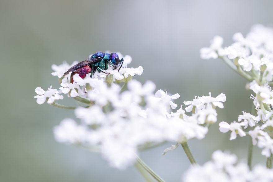 生物世界真的很奇妙,大自然中奇妙的生物