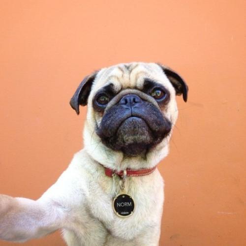 中国常见的体型较大的狗有哪些,国内十大常见狗