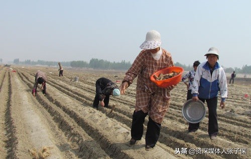 农民朋友注意了这三种作物禁种,农民朋友们买肥料要注意