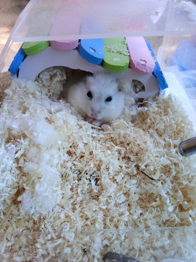 仓鼠饲养方法和注意事项,养仓鼠必备知识仓鼠饮食注意事项