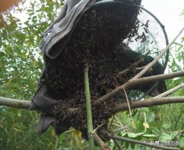 蜜蜂认养方法和技巧,蜜蜂的认养方法