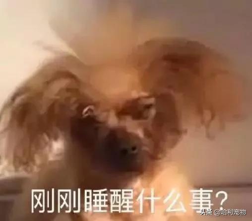 我家小泰迪有点八字腿,我家的小泰迪眼睛黑溜溜