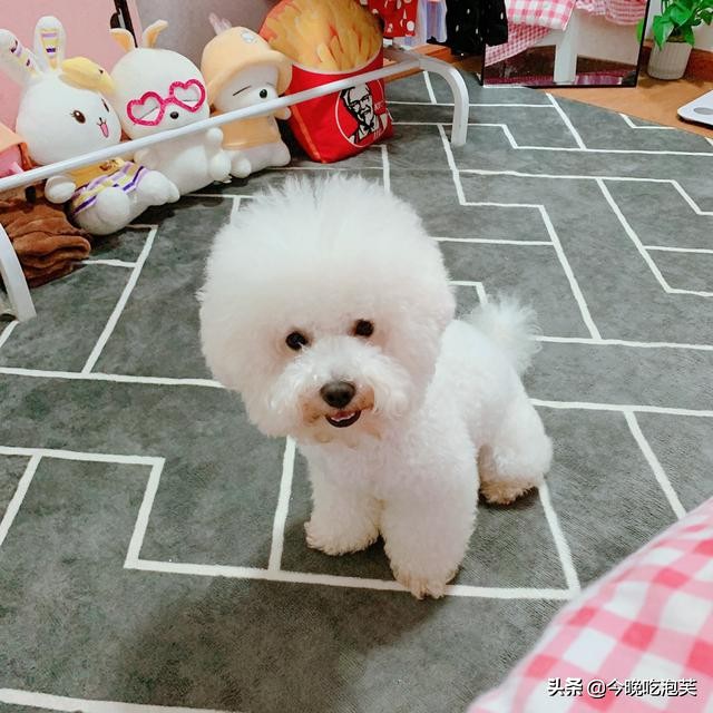 狗狗趾间炎用紫药水可以吗,狗狗吃了紫药水会怎样