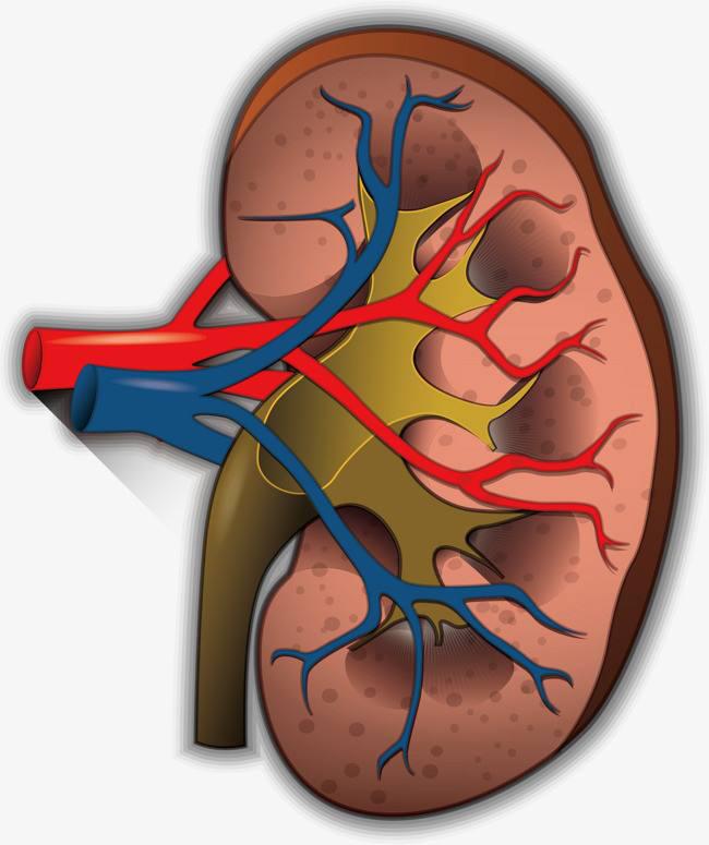 猫肾衰和磷元素摄入的关系是什么？又该如何限制磷元素？教你3点