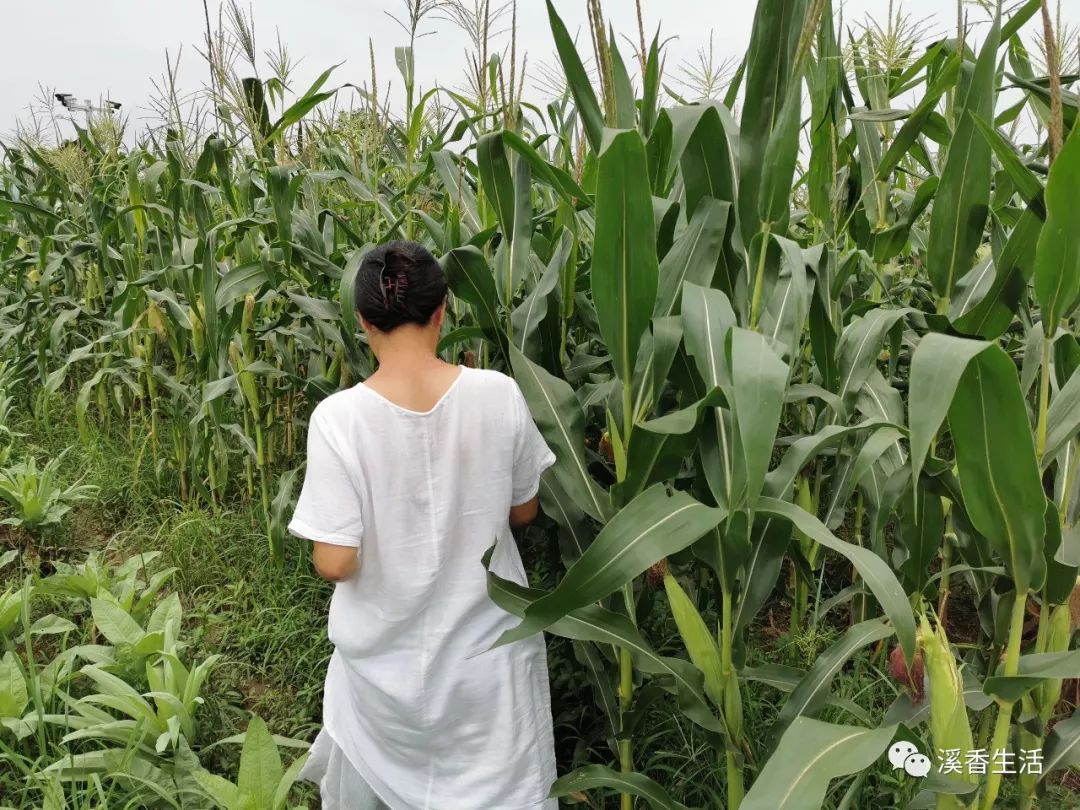 西溪南古村落惬意慢生活,徽州西溪南生活